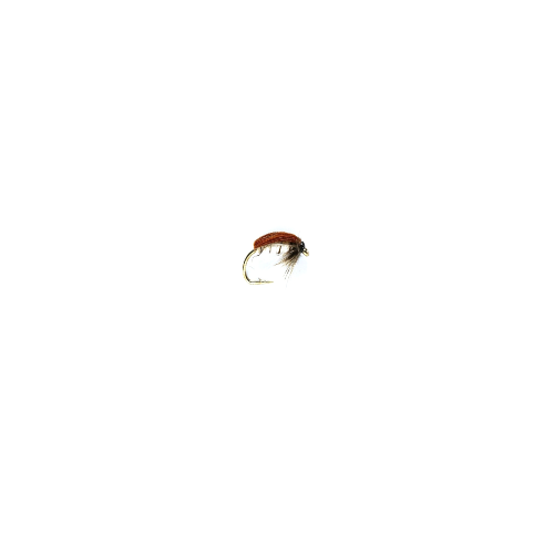 Corixa Plain Hackled