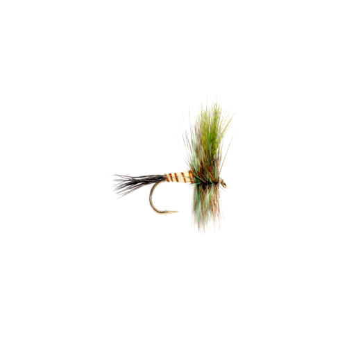 Eastern green drake