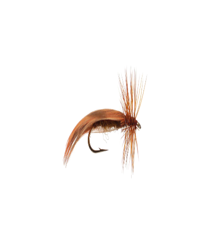 Europa brown