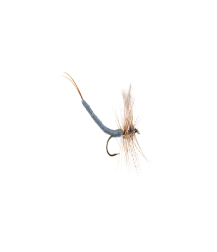 Extnded body Adams mayfly