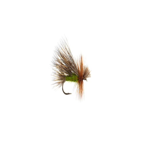 Hairwing caddis