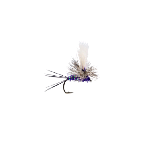 Parawulff Purple